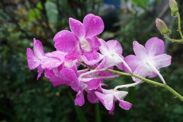 Obraz premium orchid flower in nature garden