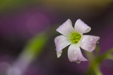 Fresh purple flower close up have drop of water on petal.