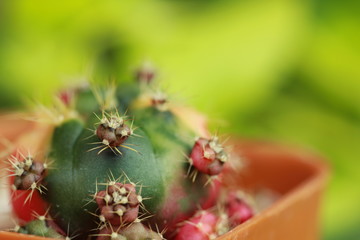 Colorful and small cactus close up on green background.