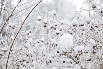 Nature in the winter. Snow and frost on the branches of a bush