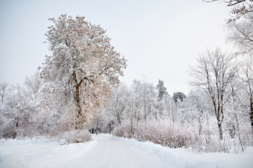 Winter landscape. Trees and bushes with hoarfrost on branches. Snowy nature and blue sky