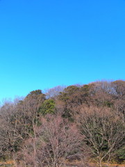 早春の枯木林と青空