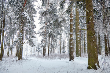 Winter forest. Snow covered spruce branches. Snowy weather
