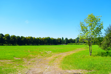 The road in green field and wood for city. Summer landscape.