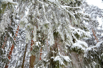 Winter forest. Snow covered spruce branch