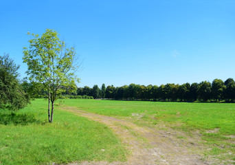 The road in green field and wood for city. Summer landscape.
