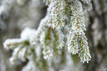 Winter forest. Snow covered spruce branch