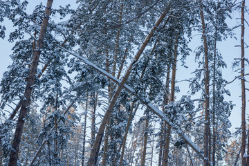 winter pine forest