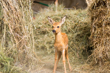 little deer