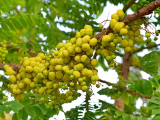 many of the Star Gooseberry on the Tree in Thailand Local Village with The Natural morning Light.