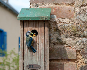 mésange