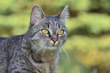 Close up tiger cat (tabby) with green background, Portrait of tabby cat. felis silvestris