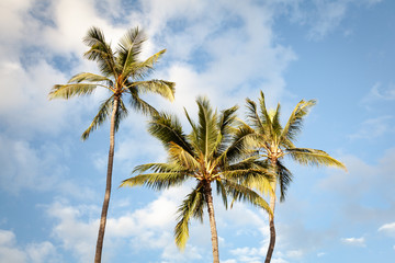 Tropical Palm Trees and Blue Sky