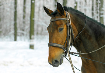 Obraz premium portrait of red horse