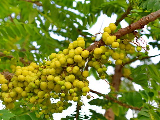 many of the Star Gooseberry on the Tree in Thailand Local Village with The Natural morning Light.