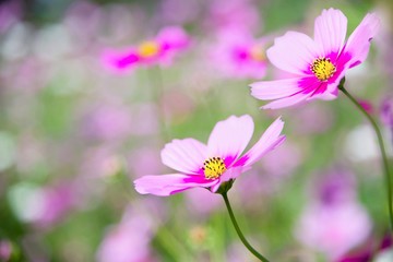 Beautiful spring purple cosmos flowers in green garden background - lovely nature in spring season concept