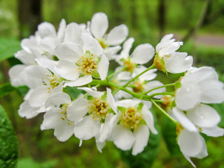 A branch of a blossoming white bird cherry with many white small flowers, close