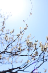 梅