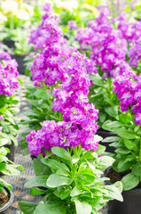 Hoary stock or matthiola incana flower with green leaves in the garden