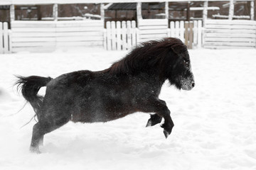 black pony in winter
