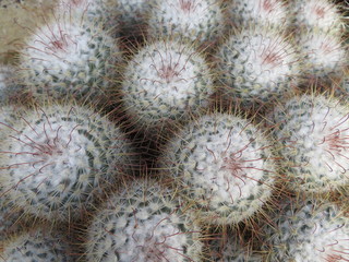 closeup of cactus Mammillaria bombycina