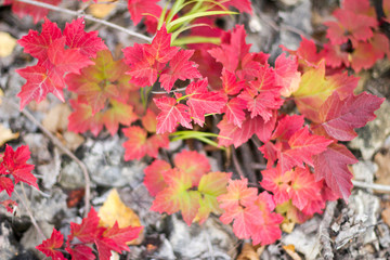autumn leave