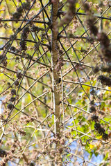 Flower of Bamboo in garden