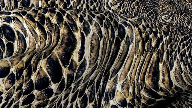 Snake skin in the movement. Background of the canvas ripples in the wind.