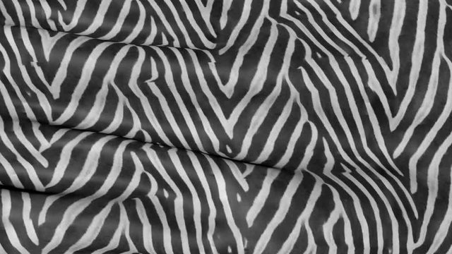 Zebra color fabric in motion. The background of the canvas ripples in the wind.