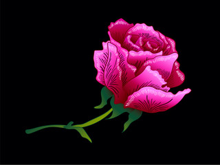 Vector Purple Rose floral botanical flower. Purple engraved ink art. Isolated rose illustration element.