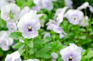 white spring pansy Viola flowers in garden