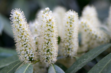 Fototapeta premium Prunus laurocerasus shrub in bloom with group of small white flowers