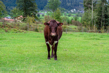 Dark brown cow on pasture, Verfenveng Austrian Alps, beautiful scenery