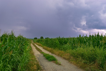 Country road through corn fields and cloudy sky landscape.