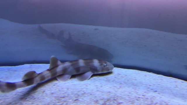 Small shark (Scyliorhinus canicula) rushes about in the bottom of aquarium