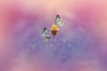 Butterfly or Butterfly © IKA SYAFITRI