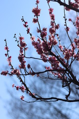 梅花