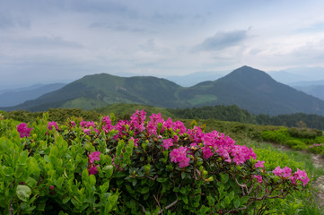 Fototapeta premium he blossoming rhododendron. At the beginning of summer hillsides decorate rhododendron flowers. At a background it is visible majestic mountain tops and the cloudy sky. The rain will go soon.