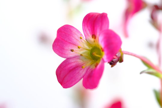 alpine plant flower saxifraga