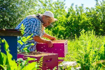 Elderly woman apiarist, beekeeper is working in apiary