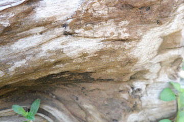 wood texture and wood root