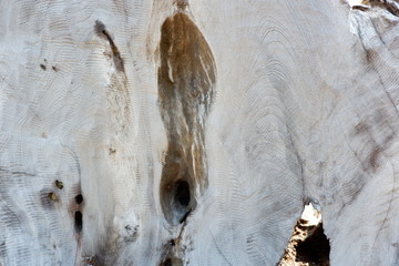 wood texture and wood root