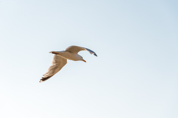 Seagull flying against sky with copy space