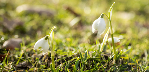 Weiße Schneeglöckchen Galanthus Nivalis Blume im Sonnenschein des Winter Frühling Garten als...