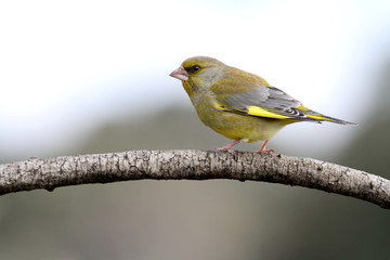 European greenfinch. Chloris chloris