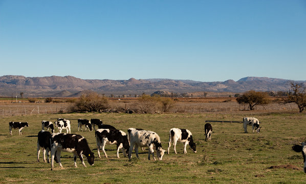 Dairy Cows In A Cheese Making Rancho At Ojos Negros, Mexico