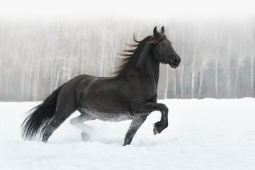 Black friesian horse with the mane flutters on wind running on the snow-covered field in the winter