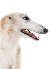 Fototapeta premium borzoi in studio