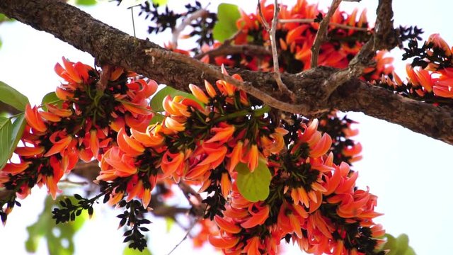 Beautiful Butea monosperma, orange flowers Bastard Teak Flower bloom on tree nature,Flame Of The Forest in Thailand. Butea is species of Butea native to tropical parts of Indian Subcontinent
