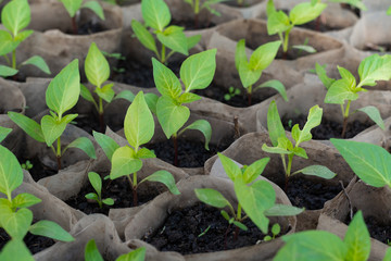 Growing pepper seedlings. Small sprouts of pepper seedlings growing in a greenhouse.